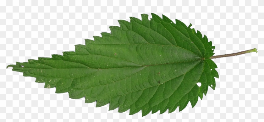 Nettle Png - Nettle Leaf Texture Png Clipart