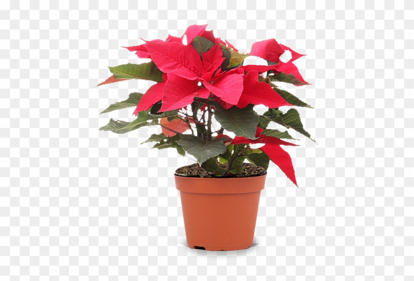 Seasonal Plants - Garden Plant Png Clipart