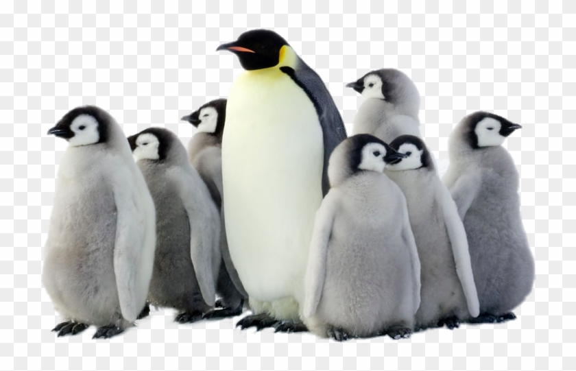 Penguin Png Pic - Penguin Png Clipart
