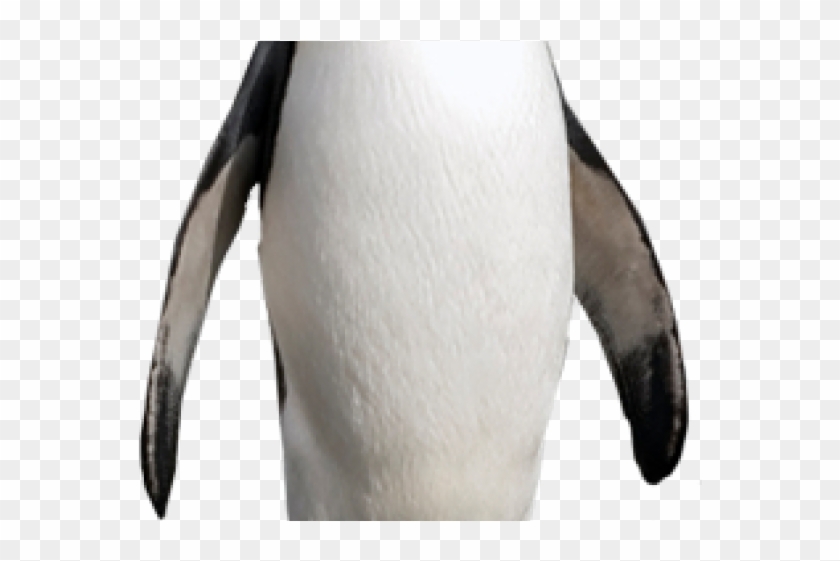 King Penguin Clipart