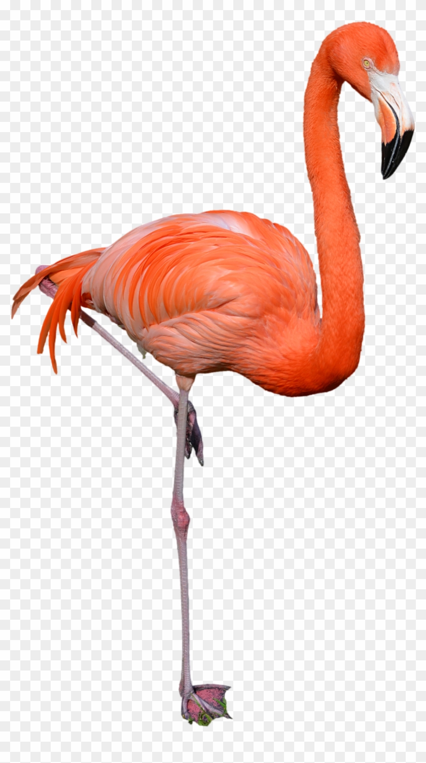 Flamingo - Flamingo Png Clipart #1010919