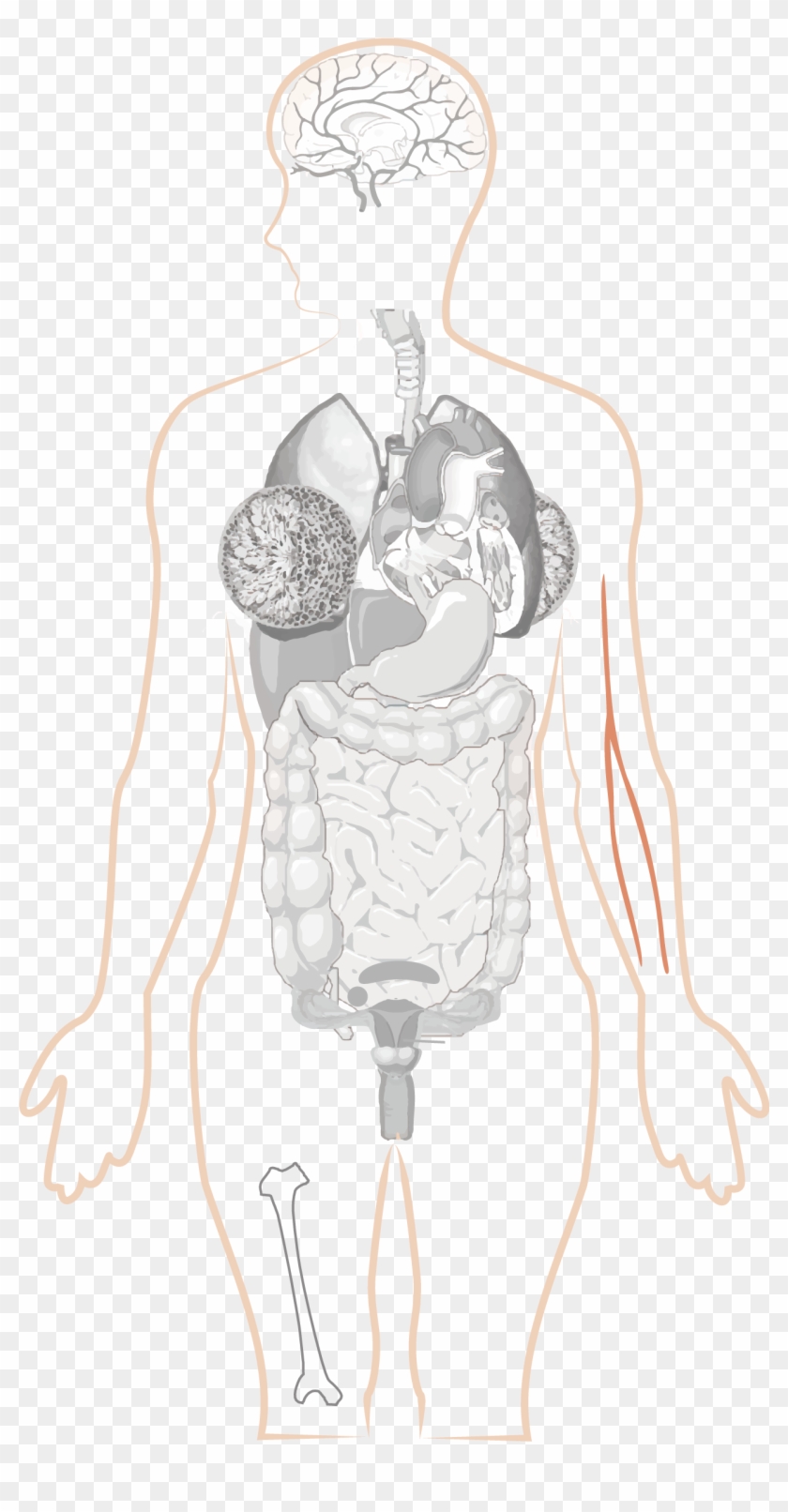 Illustration Clipart