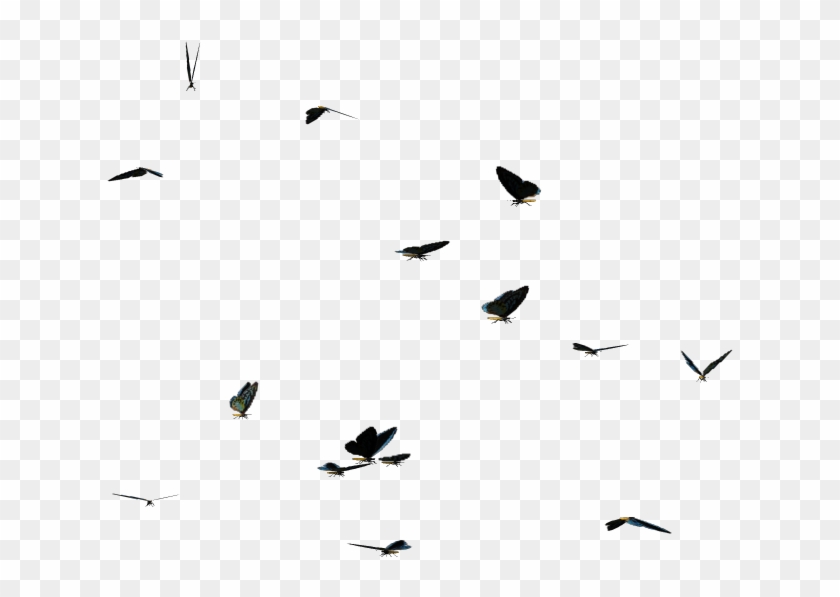 Download Butterflies Swarm Png Clipart - Flock Transparent Png