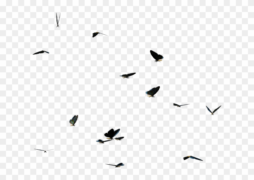 Download Butterflies Swarm Png Clipart - Flock Transparent Png #1012254