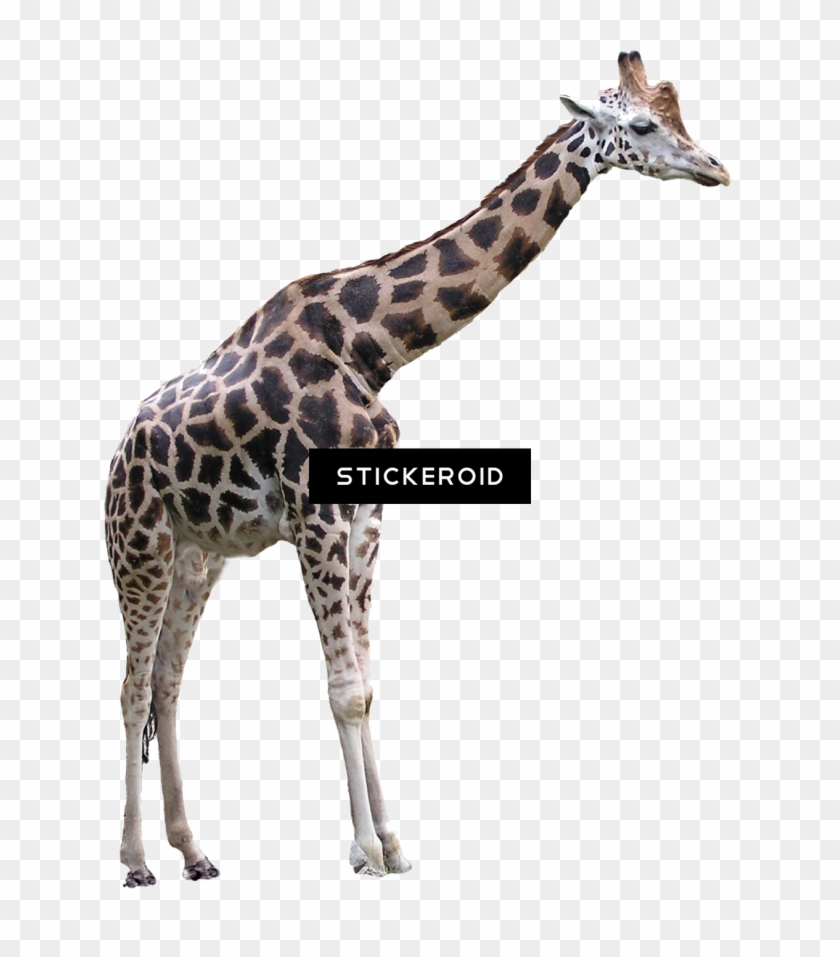 Giraffe , Png Download Clipart