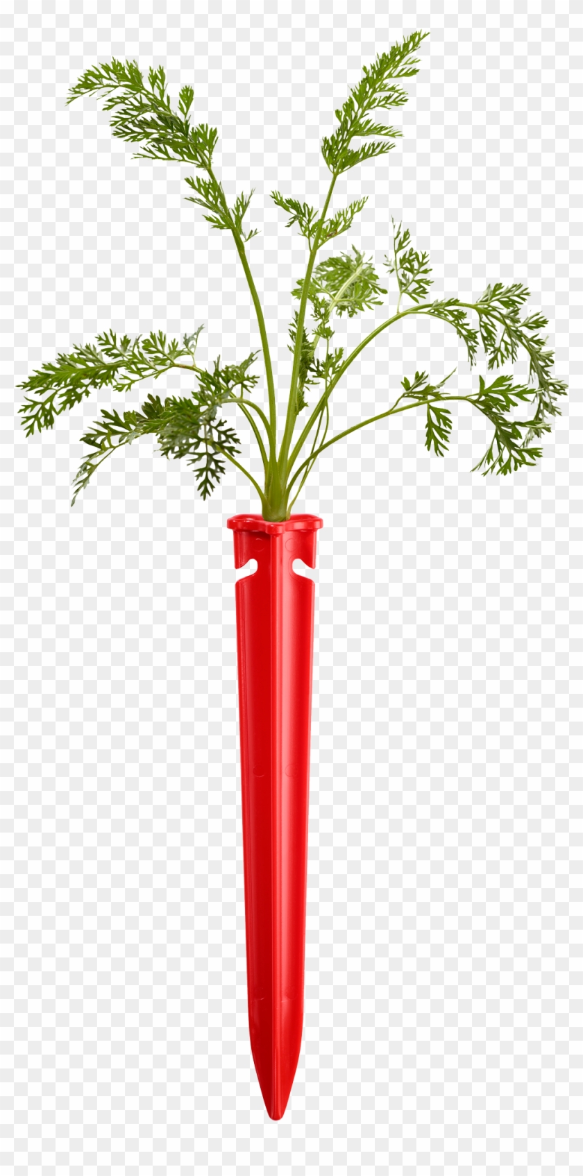 Houseplant Clipart #1012509