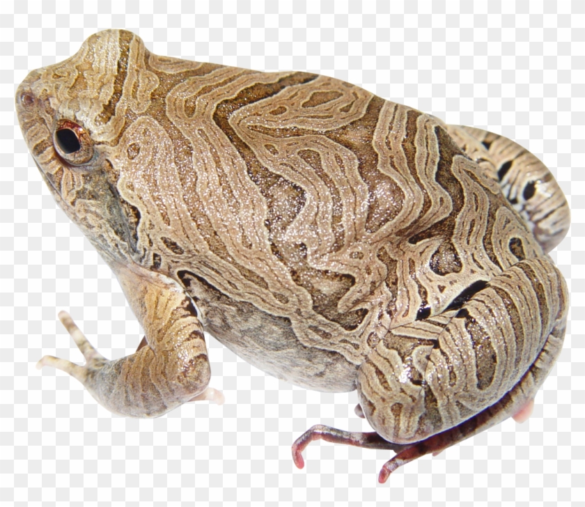 Download - Portable Network Graphics Clipart #1012758