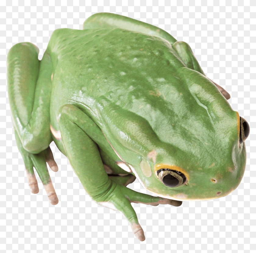 Green Frog Clipart