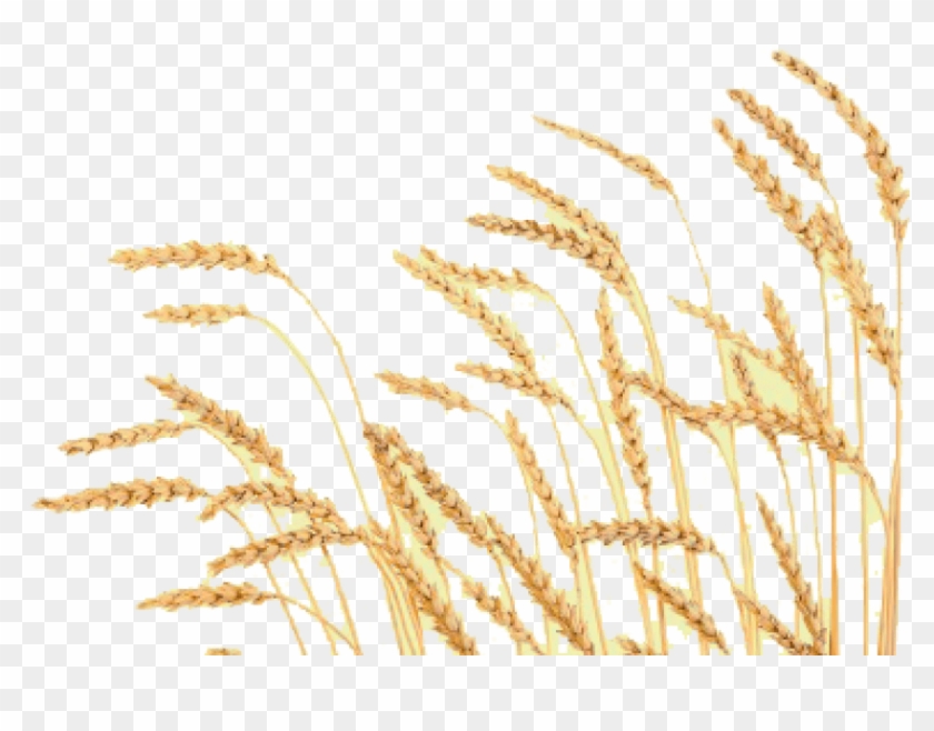 Free Png Download Wheat Png Images Background Png Images - Transparent Background Transparent Transparent Background Clipart