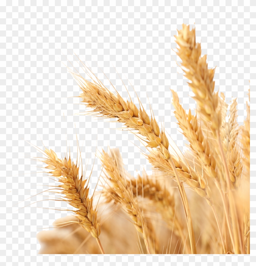 Harvest Wheat Crop Free Png Hq Clipart - Transparent Background Wheat Png #1013057