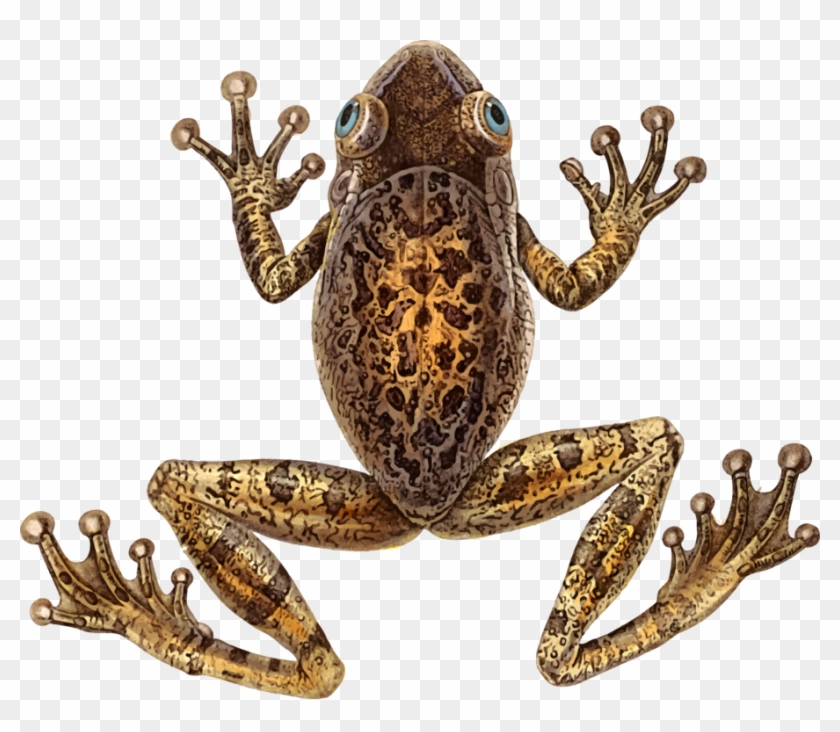 Toad Cuban Tree Frog - Cuban Tree Frog Clipart