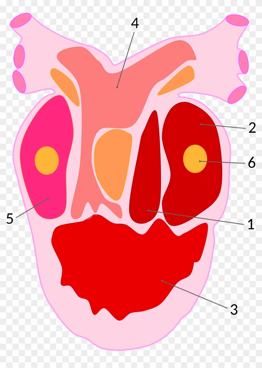 Open - Corazon De Anfibio Clipart #1014571
