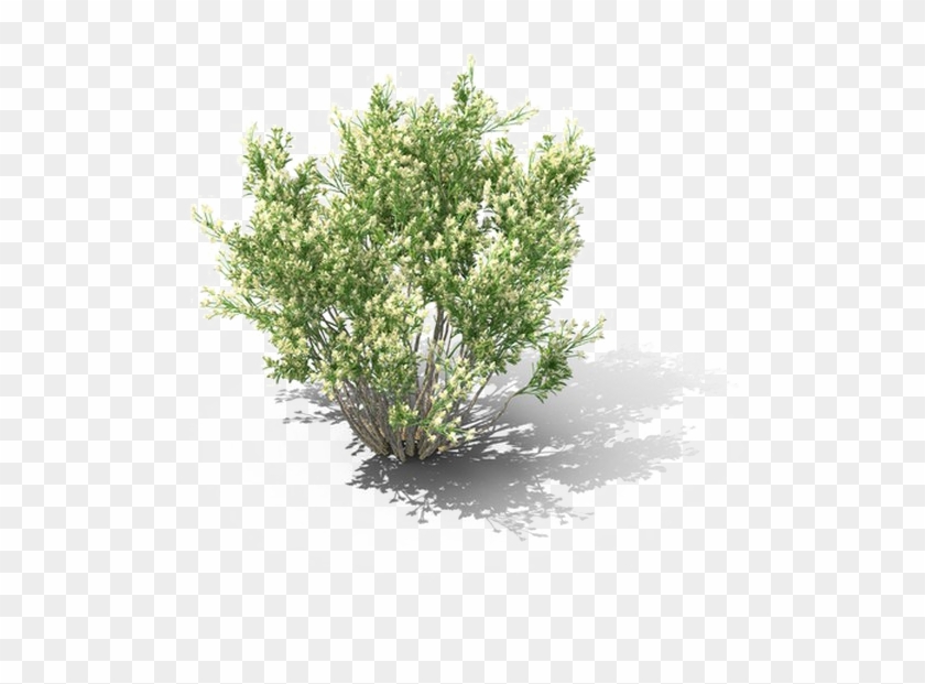 Shrub Png Download Image - Matorral Png Clipart #1014671