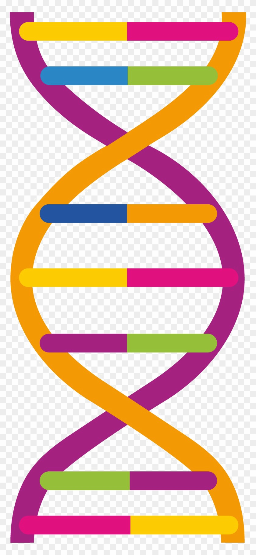 Dna Png Pic - Dna Png Clipart #1014721