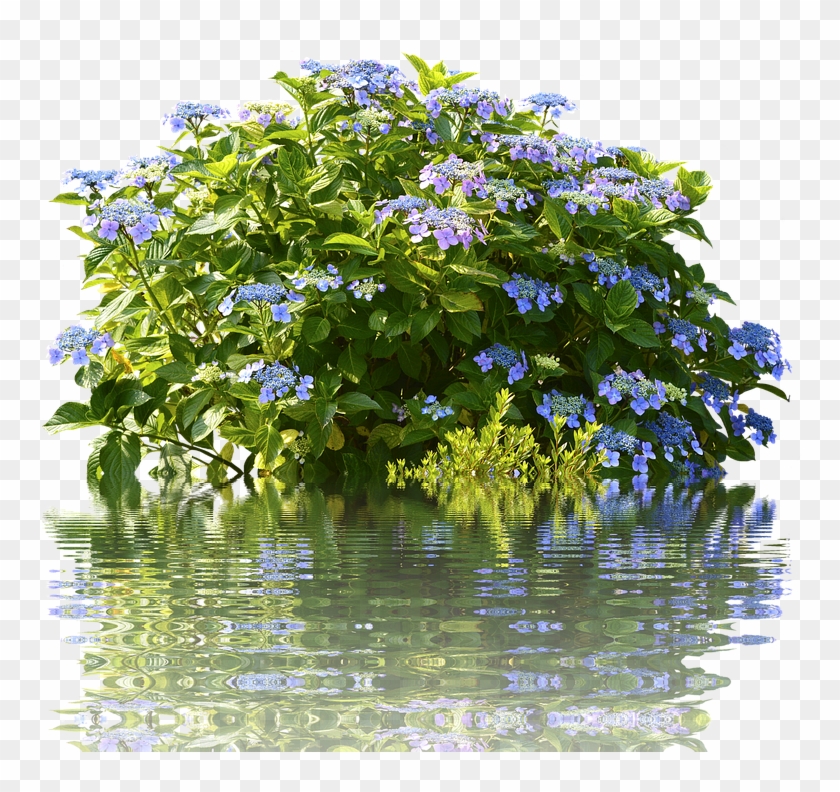 Hydrangeas, Hydrangea Bush, Bush, Nature, Spring, Flora - Hydrangea Clipart #1014799