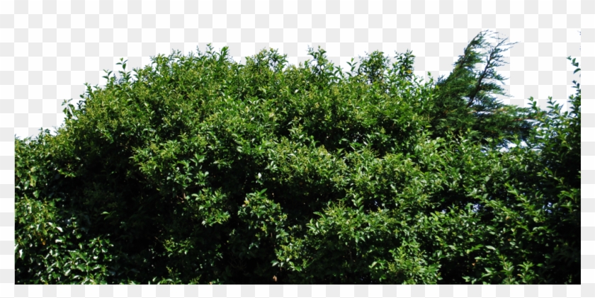 Hedge Png - Cut Out Bush Png Clipart #1014922