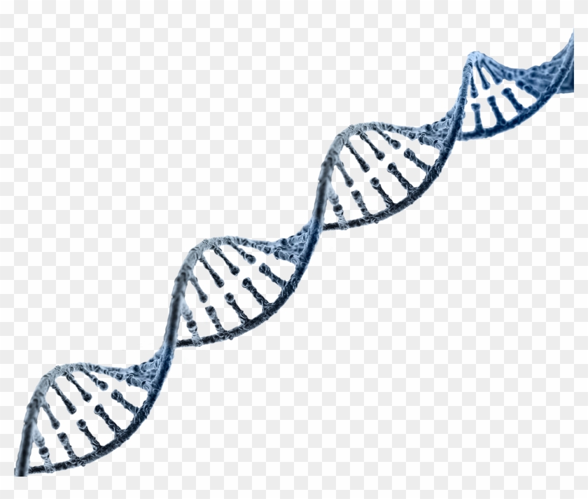 Dna Strand Transparent Background Clipart Free Download - Dna Strand No Background - Png Download #1014964