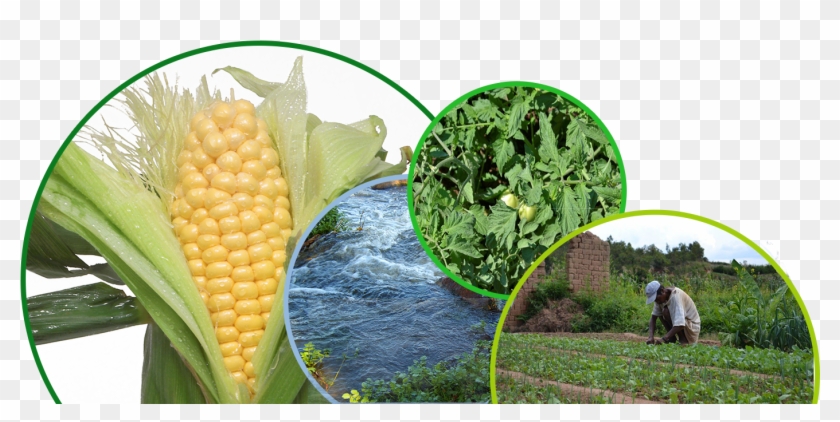Climate Smart Agriculture For Family And Smallholder Clipart