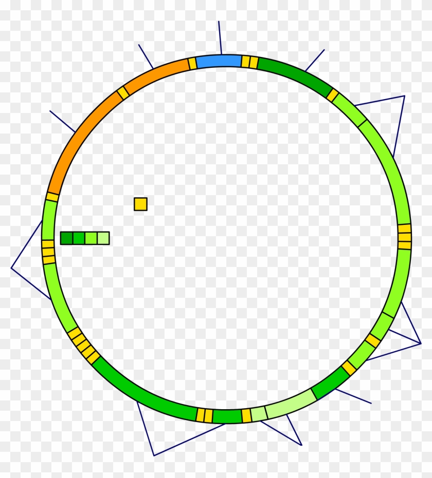 Mitochondrial Dna Blank - Mitochondrial Dna Clipart
