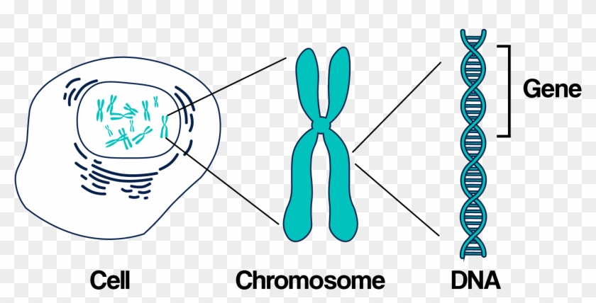Dna Structure Clipart Genetic Counselor - Gene In A Chromosome - Png Download