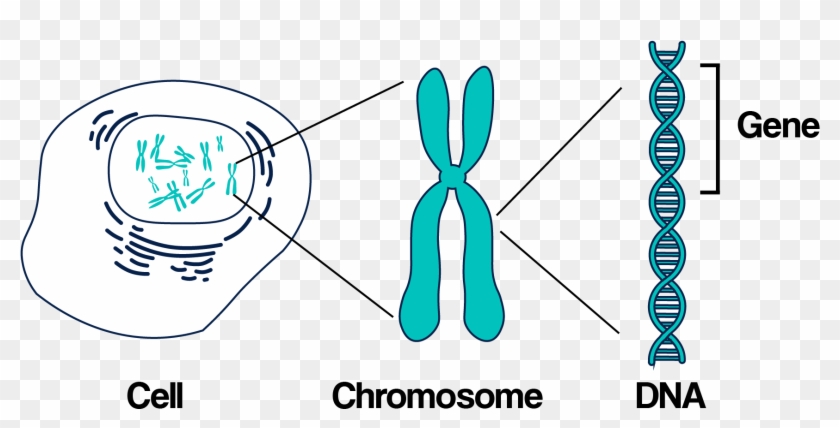Dna Structure Clipart Genetic Counselor - Gene In A Chromosome - Png Download #1015031