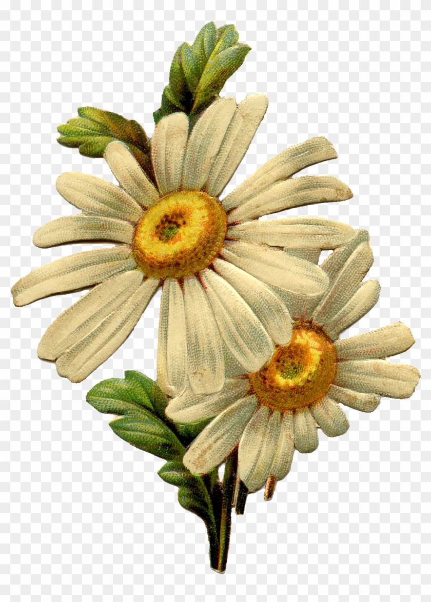 A Double Daisy Image And A Vintage Green Car, Both - Vintage Daisy Flower Clipart