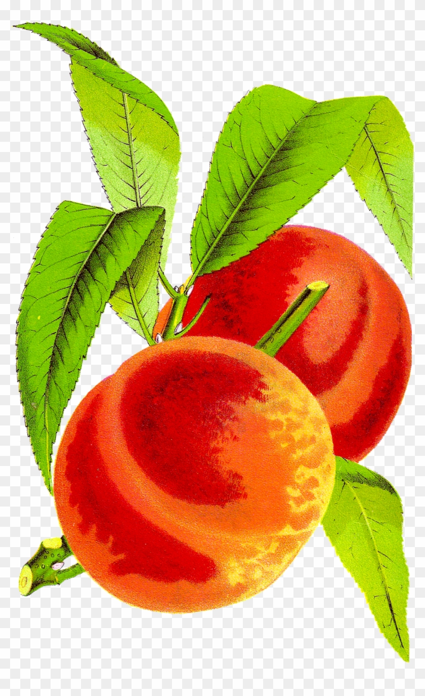Antique Peach Clipart - Vintage Peach Clip Art - Png Download #1018031