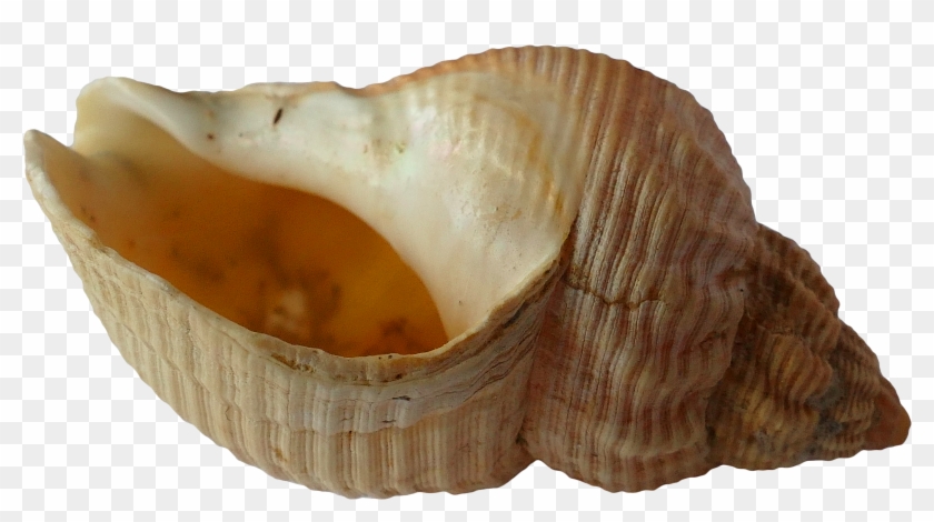 Sea Shell Clam Ocean Sea Shells 1162785 - Shells Clipart #1018674