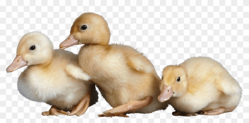 Free Png Images - Ducklings Png Clipart #1018745
