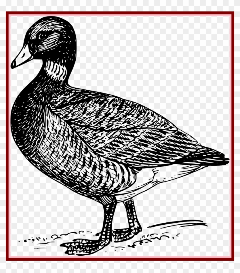 Duck Mallard Bird Wings Transparent Image Of Clipart #1019037