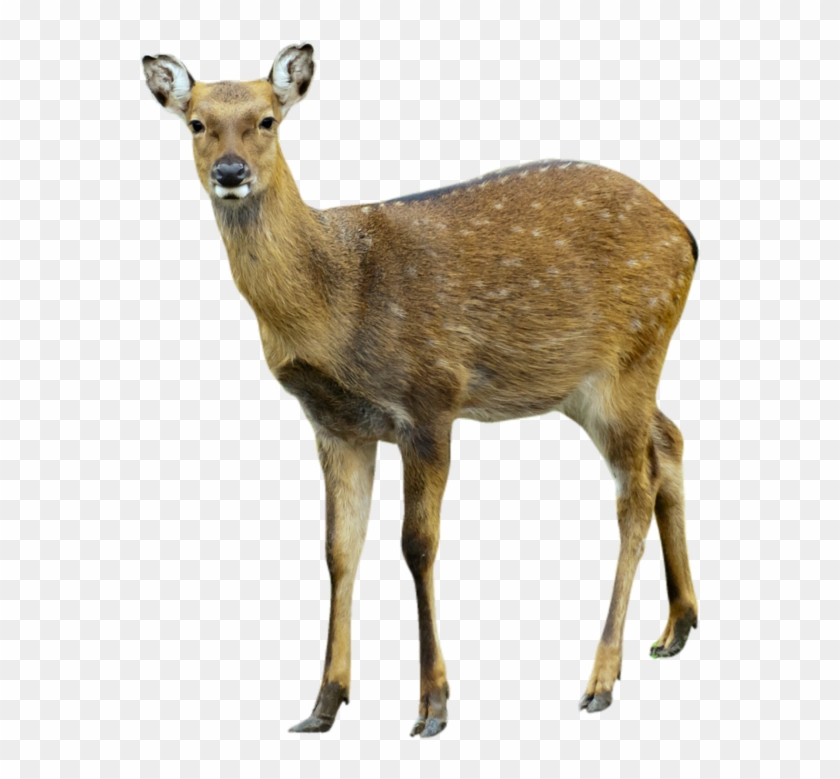 Deer Png Image - Musk Deer White Background Clipart #1019689
