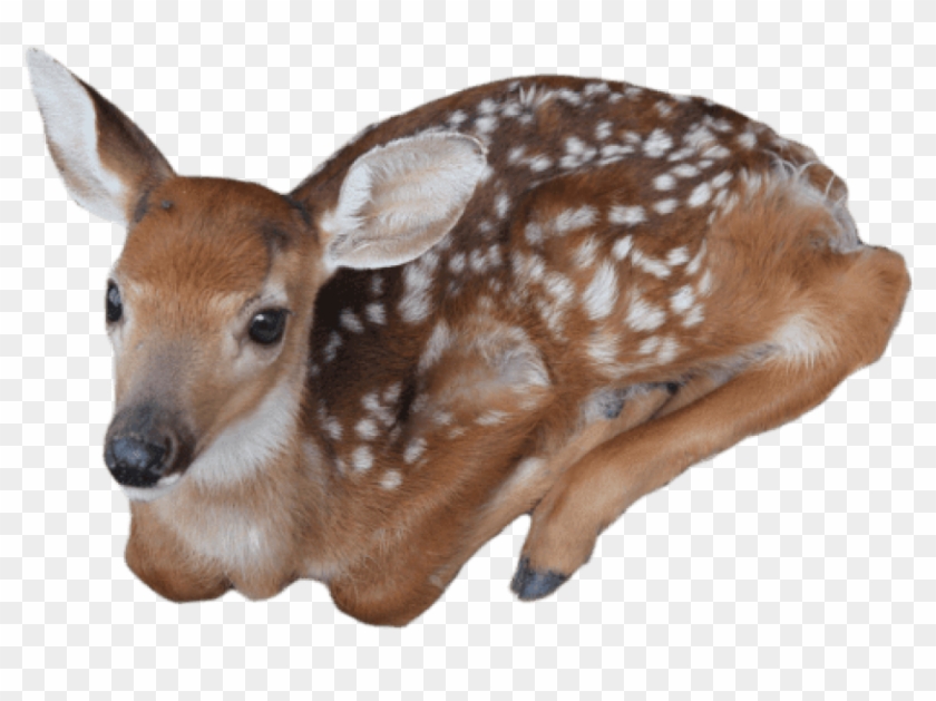 Free Png Download Baby Deer Png Images Background Png - Baby Deer Transparent Background Clipart #1019790