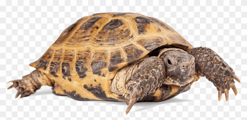 Turtle Png Clipart - Tortoise Transparent Png
