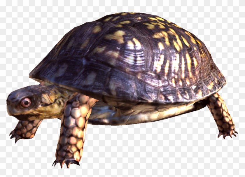 Box Turtle Png Free Download - Turtle Pictures Png Transparency Clipart