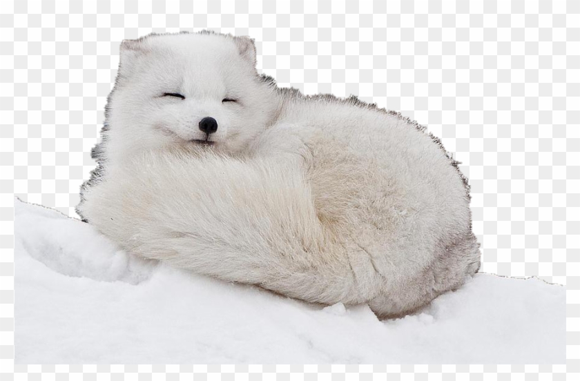 Arctic Fox Curled Up Clipart #1020555