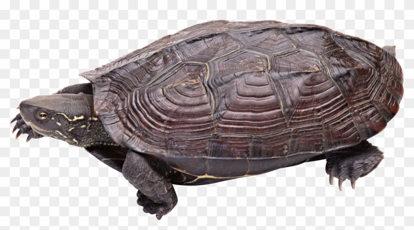 Download - Snapping Turtle Transparent Background Clipart #1020556