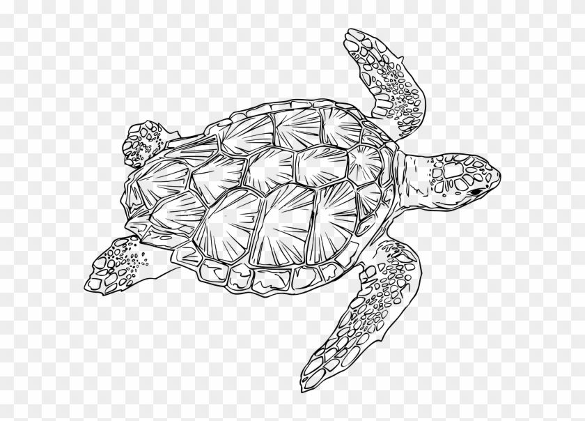 Sea Turtle Black And White Clipart #1020883