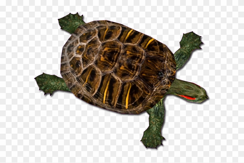 Svg Download Mibound Zt Download Library Wiki Fandom - Tortoise Clipart #1020916