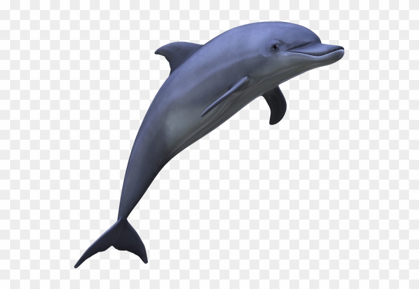 Dolphin Png Picture - Дельфин Пнг Clipart #1021546