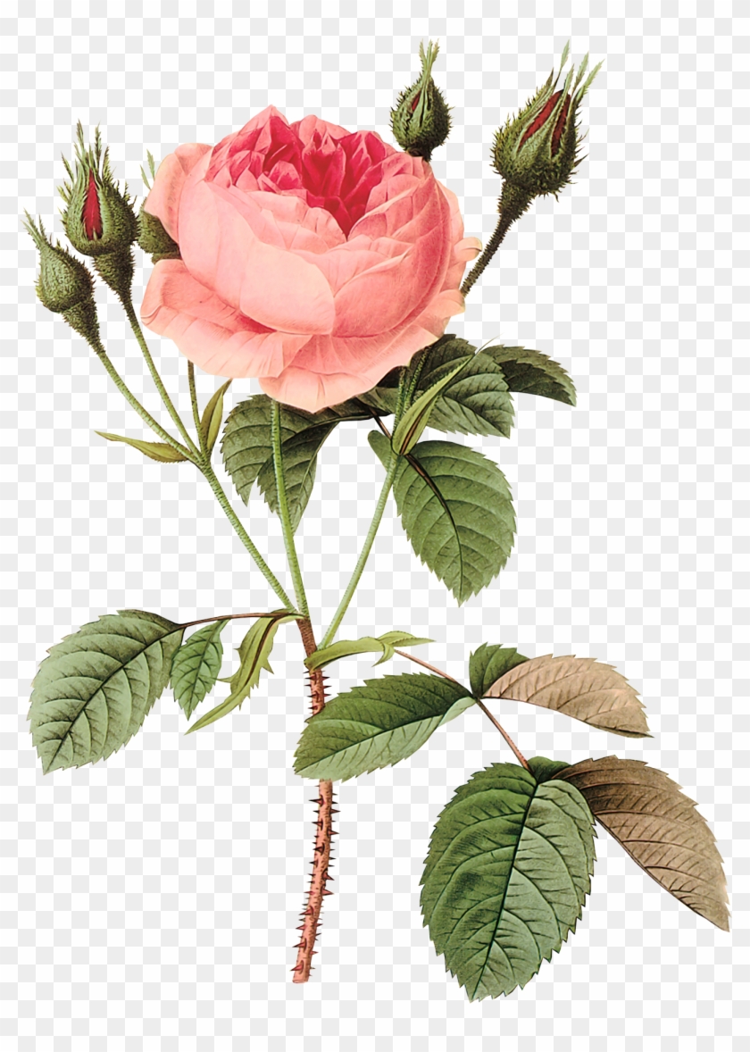 Flores Vintage Png Clipart