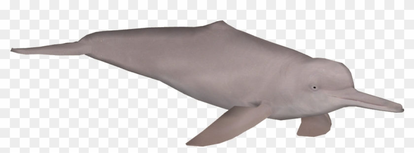 1050 X 1050 4 - River Dolphin Zt2 Clipart #1021919