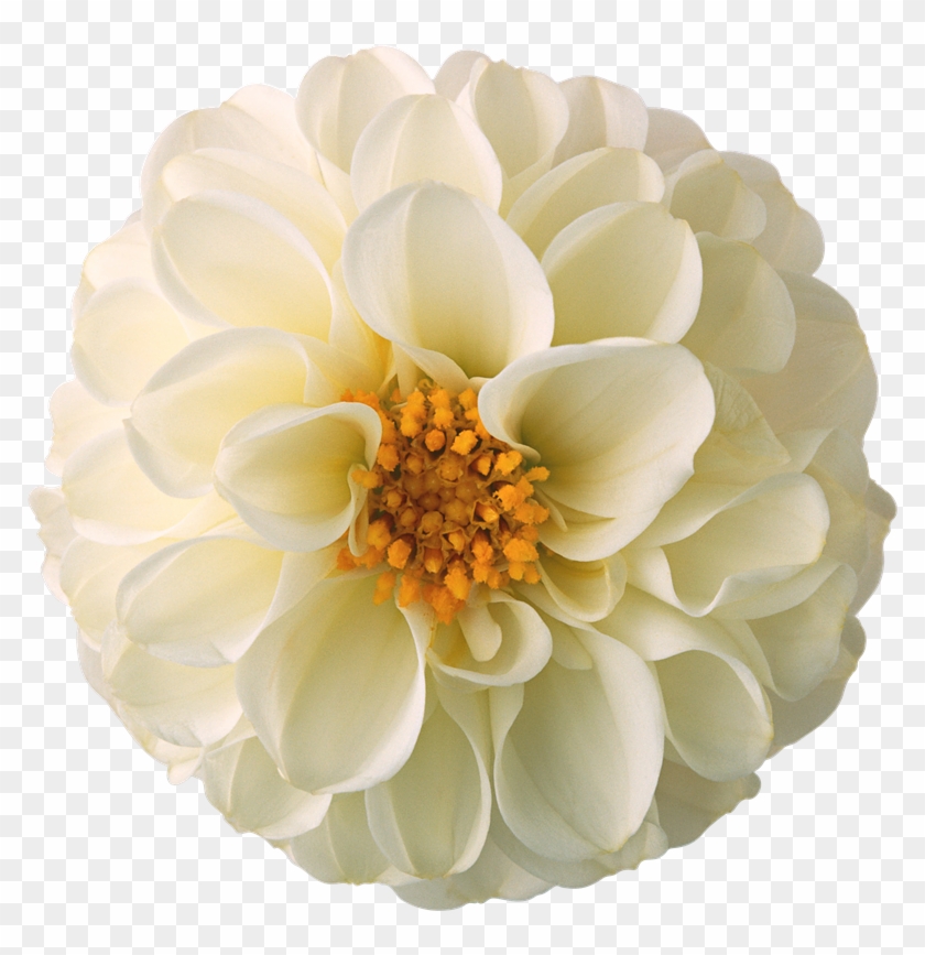 Mi Artista Favorito Es - Flores Png Para Photoscape Clipart #1022175