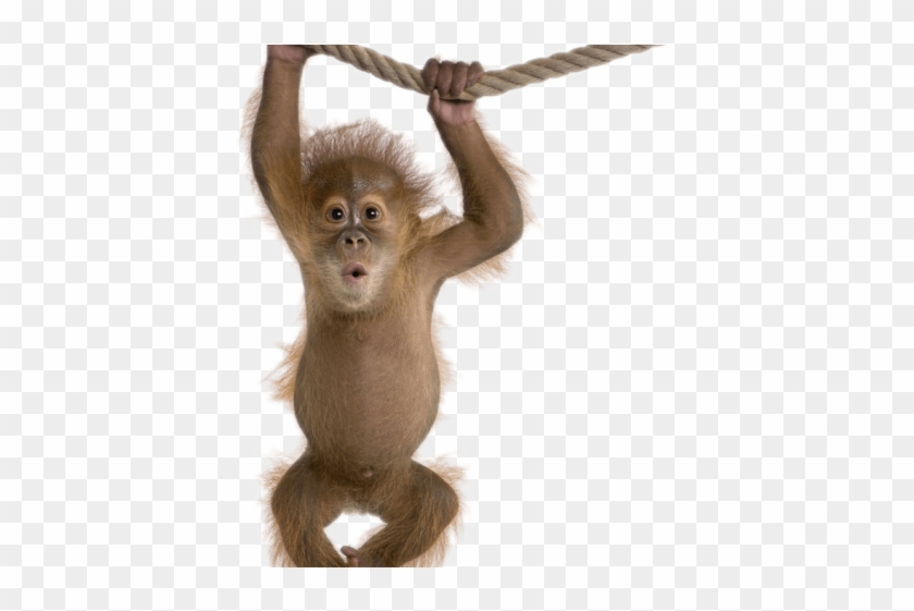 Monkey Png Transparent Images - Not My Circus Not My Monkeys Clipart #1022371