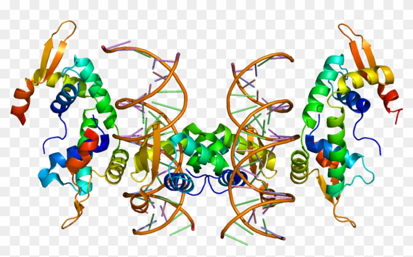 Protein Foxp2 Pdb 2a07 - Foxp2 Clipart