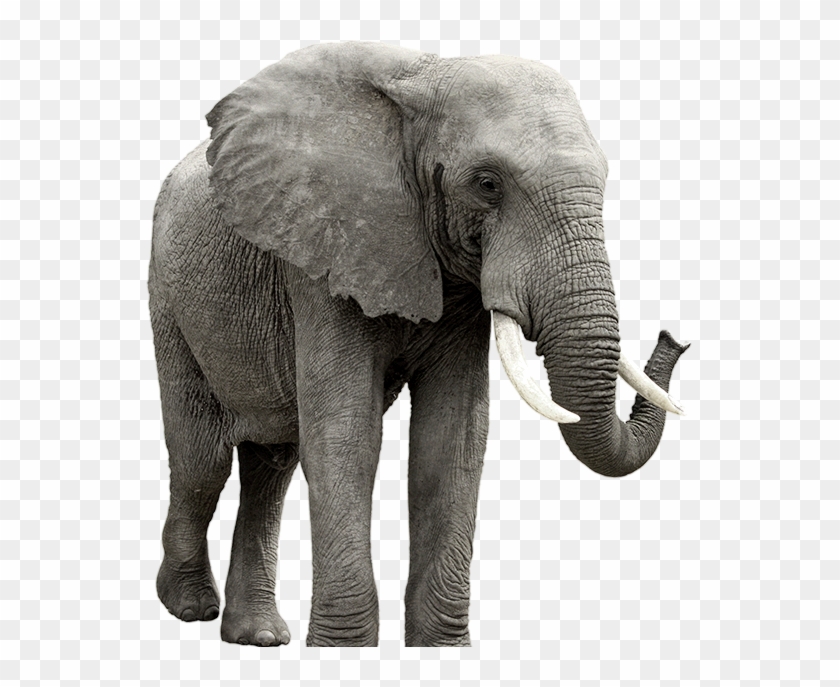 Elephant Png Clipart #1024479