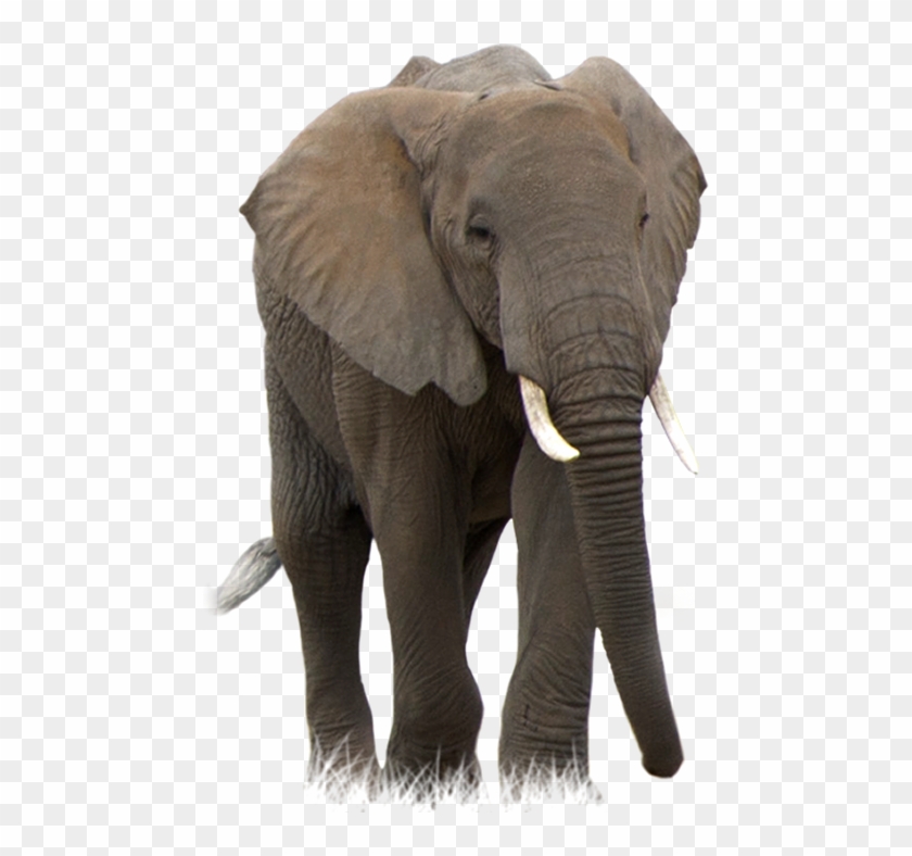 African Forest Elephant Transparent Clipart #1024578