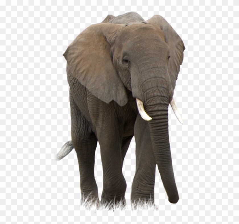 African Forest Elephant Transparent Clipart