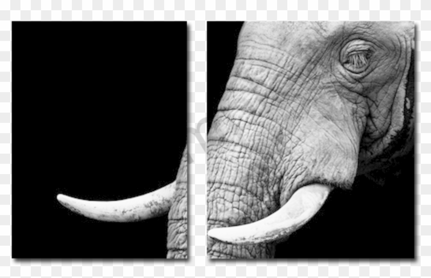 Demoartist - Elephant Drawing On Black Paper Clipart #1024654