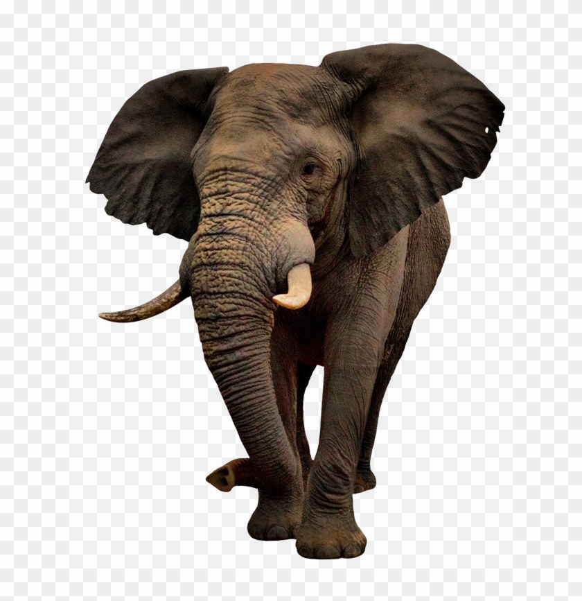 Elephant Png Image Background - Imagenes De Elefante Png Clipart #1024781