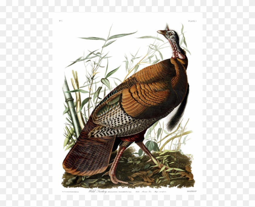 John Audubon - Wild Turkey - John James Audubon Clipart #1025897